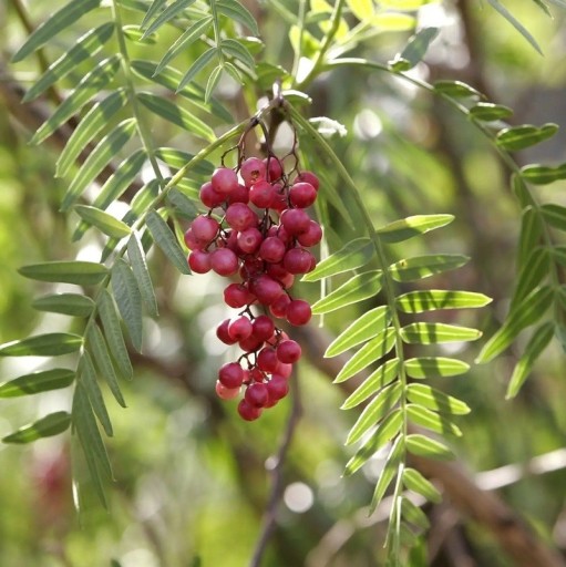 Schinus molle Samen 100 Stück Dekorativer Baum mit rosa Früchten und hängenden gefiederten Blättern Zum Anbauen und für das Gewächshaus