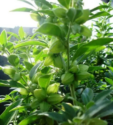 Sem Samen von Withania somnifera Ashwagandha 1000 Stück Heilpflanze mit Wurzeln und grünen Blättern Zum Anbau und für den Kräutergarten