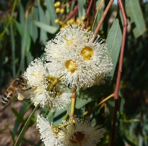 Semena Blahovičníku Eucalyptus Camaldulensis Blahovičník Kamaldulský 600 ks Zelené Listy Světlá Kůra Okrasný Strom Pre Pestovanie Na Záhradu