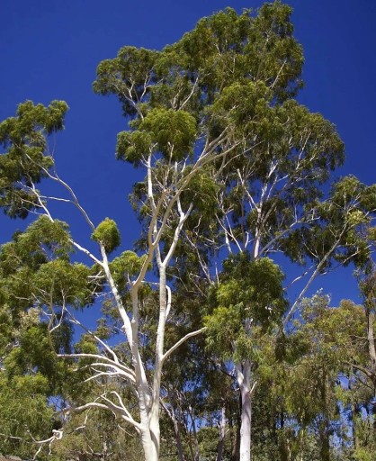 Semena Blahovičníku Eucalyptus Citriodora Blahovičník Citroníkový 100 ks Zelené Listy Světlá Kôra Okrasný Strom Pre Pestovanie Na Záhradu