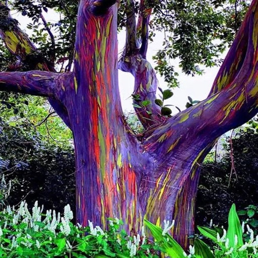 Semena Blahovičníku Eucalyptus Deglupta Blahovičník Duhový 500 ks Duhová Kôra Zelené Listy Okrasný Strom Pre Pestovanie Na Záhradu