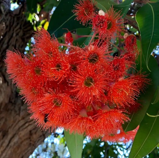 Semena Blahovičníku Eucalyptus Ficifolia Blahovičník Červenokvětý 10 ks Červené Kvety Zelené Listy Okrasný Strom Pre Pestovanie Na Záhradu
