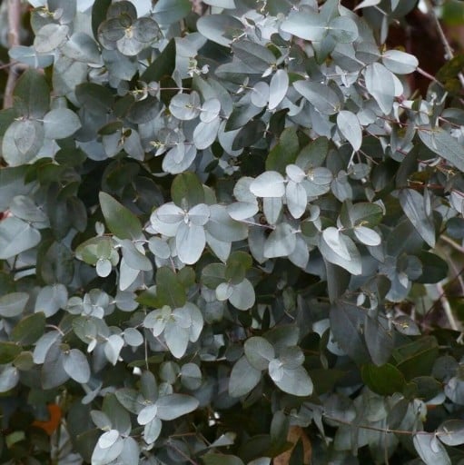 Semena Blahovičníku Eucalyptus Gamophylla 10 ks Strieborné Modrozelené Listy Okrasný Strom Eukalyptus Pre Pestovanie Doma I Na Záhradu