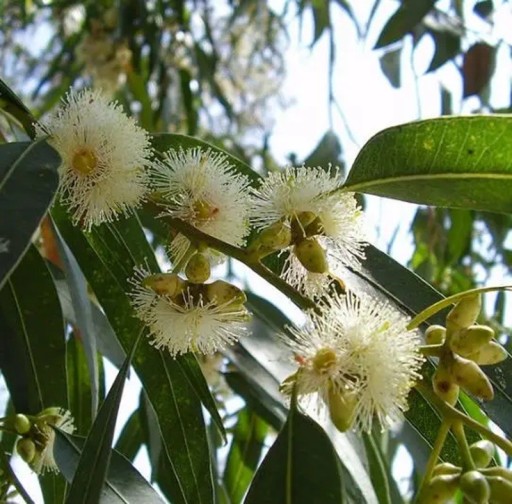Semena Blahovičníku Eucalyptus Globulus Blahovičník Kulatoplodý 50 ks Bílé Květy Zelené Listy Okrasný Strom Pre Pestovanie Na Záhradu