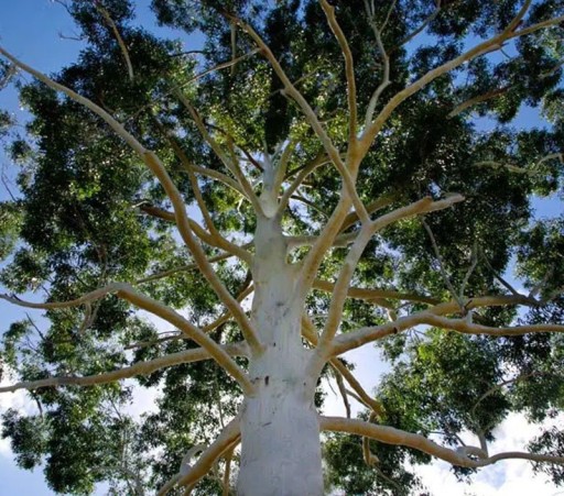 Semena Blahovičníku Eucalyptus Grandis Blahovičník Veľký 10000 ks Zelené Listy Svetlá Kôra Vysoký Okrasný Strom Pre Pestovanie Na Záhradu