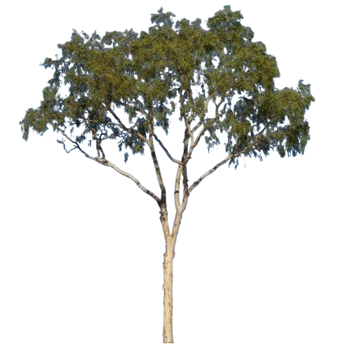 Semena Blahovičníku Eucalyptus Tereticornis 20 ks Zelené Listy Biela Kôra Vysoký Okrasný Strom Eukalyptus Pre Pestovanie Na Záhradu