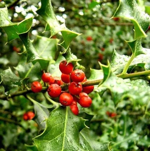 Semena Cesmíny Ilex Aquifolium Cesmína Ostrolistá 20 ks Červené Plody Lesklé Zelené Listy Okrasný Keř Pre Výsadbu Na Záhradu I Plot