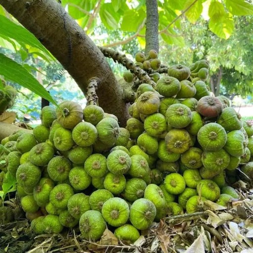 Semena Fíkovníku Ficus Auriculata 5 ks Veľké Zelené Listy Zelené Plody Okrasný Strom Pokojová Rastlina Pre Pestovanie V byte I Na Záhradu