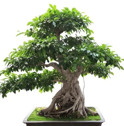 Semena Fíkovníku Ficus Benghalensis Fíkovník Bengálsky 1000 ks Zelené Listy Bonsai Okrasný Strom Pokojová Rastlina Pre Pestovanie V Byte