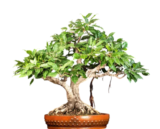 Semena Fíkovníku Ficus Hispida 500 ks Zelené Listy Okrasný Strom Bonsai Pokojová Rostlina Pro Pěstování V Bytě I Na Zahradu