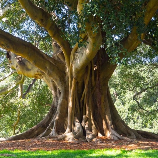 Semena Fíkovníku Ficus Obliqua 5 ks Zelené Listy Mohutný Okrasný Strom Bonsai Pokojová Rastlina Pre Pestovanie V byte I Na Záhradu