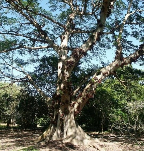 Semena Fíkovníku Ficus Racemosa 50 ks Zelené Až Červené Plody Okrasný Strom Bonsai Pokojová Rastlina Pre Pestovanie V Byte I Na Záhradu