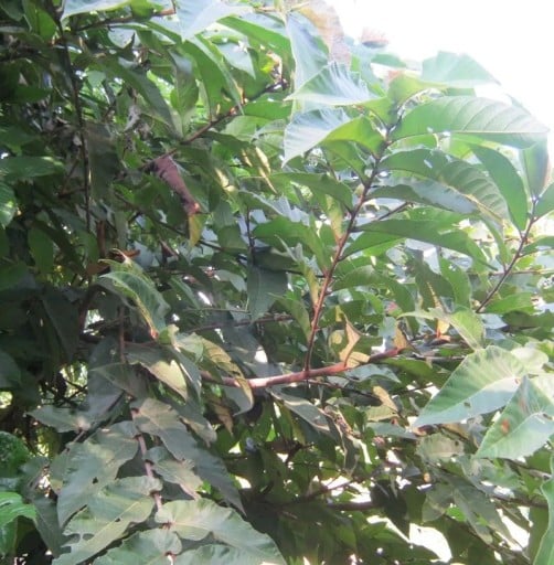 Semena Fíkovníku Ficus Semicordata 5 ks Zelené Listy Okrasný Strom Bonsai Pokojová Rostlina Pro Pěstování V Bytě I Na Zahradu