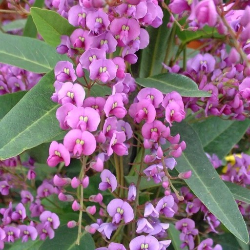 Semena Hardenbergie Hardenbergia Violacea Popínavá Forma 10 ks Fialové Kvety Zelené Listy Kvetúca Rastlina Pre Nádobu Pergolu I Na Záhradu