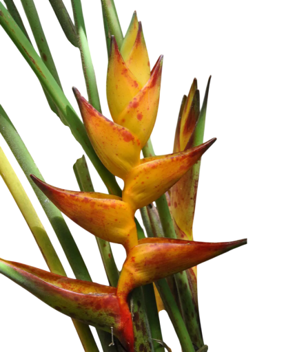 Semena Helikonie Heliconia Champneiana Splash 10 ks Žltooranžové Kvetenstvo Zelené Listy Okrasná Tropická Rastlina Pre Nádobu I Na Záhradu