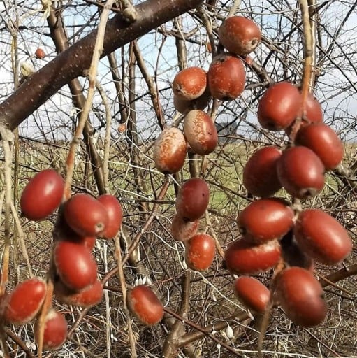 Semena Hlošiny Elaeagnus Angustifolia Hlošina Úzkolistá 50 ks Strom S Červenými Plodmi Pre Výsadbu Na Záhradu I Do Krajiny