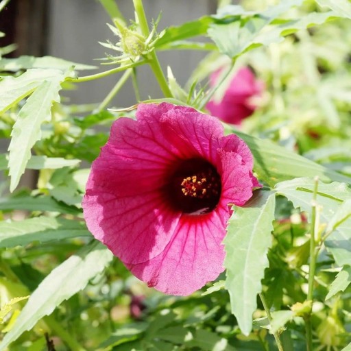 Semena Ibišku Hibiscus Cannabinus Ibišek Konopovitý 10 ks Růžové Květy Tmavý Střed Zelené Listy Okrasná Rastlina Pre Nádobu I Na Záhradu