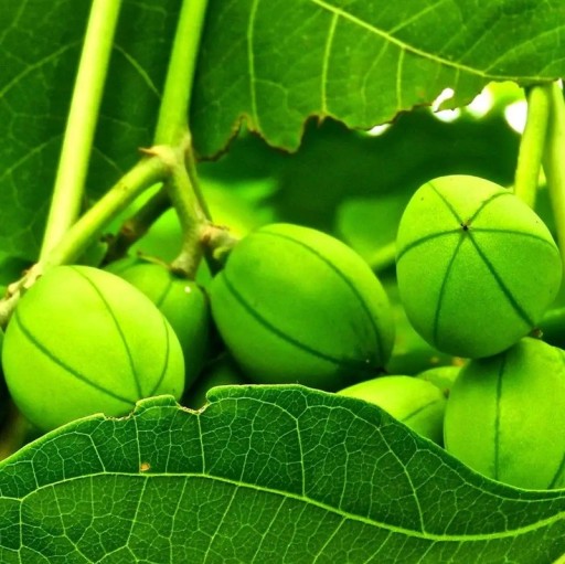 Semena Jatropha Curcas Dávivec Černý 5 ks Zelené Plody Zelené Listy Teplomilná Rastlina Pre Kvetináč I Zimnú Záhradu Pestovanie Zo Semien