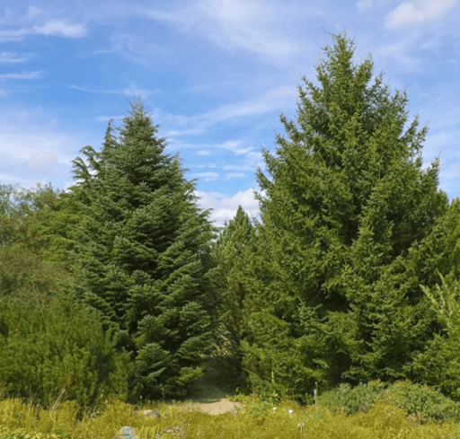 Semena jedle gréckej Abies cephalonica, 10 ks, ihličnatý strom so vzpriamenými šiškami, zelené ihlice, výsadba na záhradu a do parkov
