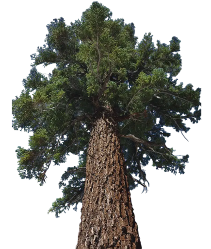Semena jedle nádhernej Abies magnifica, 5 ks, mohutný ihličnatý strom, zelené ihlice, výsadba do záhrad, parkov a arboret