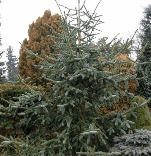 Semena jedle španielskej Abies pinsapo, 10 ks, ihličnatý strom, striebornisto modrozelené ihlice, výsadba do záhrady a okrasných zbierok