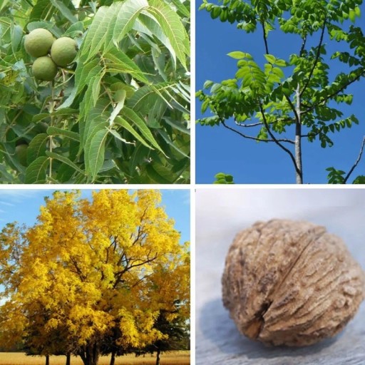 Semena Juglans Nigra Orech Čierny 4 ks Zelené Guľaté Plody Listnatý Okrasný Strom Pre Veľkú Záhradu I Park Pestovanie Zo Semien