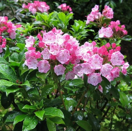 Semena Kalmia Latifolia Kalmie Širolistá 50 ks Růžové Květy Stálezelený Keř Pro Zahradu I Velký Květináč Pěstovanie Zo Semien