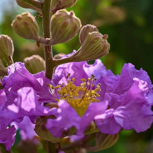 Semena Lagerstroemia Speciosa Purple Lagerstroemie 10 ks Fialové Květy Teplomilný Kvetoucí Keř Pro Květináč I Zimní Zahradu Na Terasu