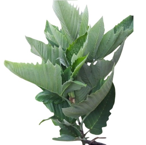 Semena Leea Macrophylla Leea 5 ks Veľké Zelené Listy Drobné Zelenobiele Kvety Teplomilná Rastlina Pre Kvetináč I Zimnú Záhradu