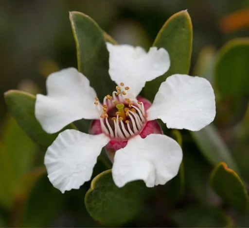 Semena Leptospermum Grandiflorum 50 ks Biele Kvety Kožovité Zelené Listy Stálezelený Teplomilný Ker Pre Kvetináč I Zimnú Záhradu