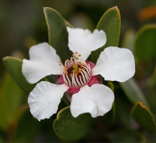 Semena Leptospermum Grandiflorum 50 ks Bílé Květy Kožovité Zelené Listy Stálezelený Teplomilný Keř Pro Květináč I Zimní Zahradu