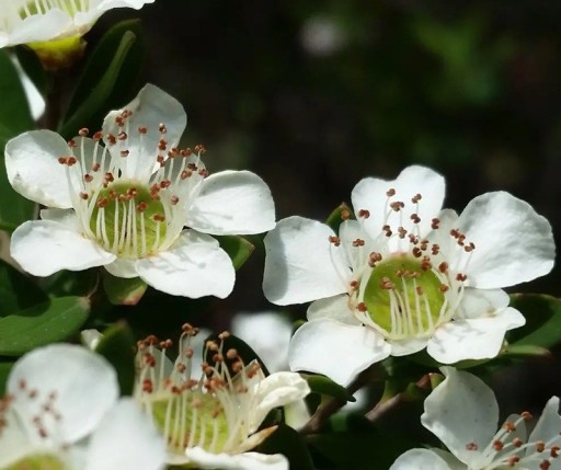 Semena Leptospermum Polygalifolium 100 ks Biele Kvety Drobné Kožovité Listy Stálezelený Teplomilný Ker Pre Kvetináč I Zimnú Záhradu