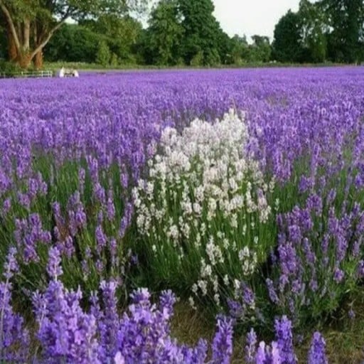 Semena Levandule Úzkolistá Lavandula Angustifolia 500 ks Fialové Kvety Aromatická Trvalka Pre Záhradu Skalku I Truhlík Pestovanie Zo Semien