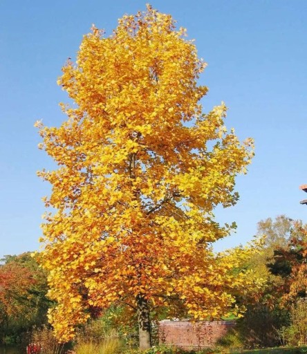 Semena liliovníku tulipánokvětého Liriodendron tulipifera 25 ks Zlatožlté jesenné listy Vzrostlý okrasný strom Do záhrad i parkov
