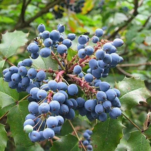 Semena mahónie cesmínolisté Mahonia aquifolium 50 ks Okrasný keř s modrými bobulemi a lesklými ostnitými listami Na záhradu i živé ploty