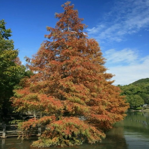 Semena metasekvoje čínskej Metasequoia glyptostroboides 100 ks Opadavý ihličnan s oranžovohnedým jesenným ihličím Do záhrad i parkov