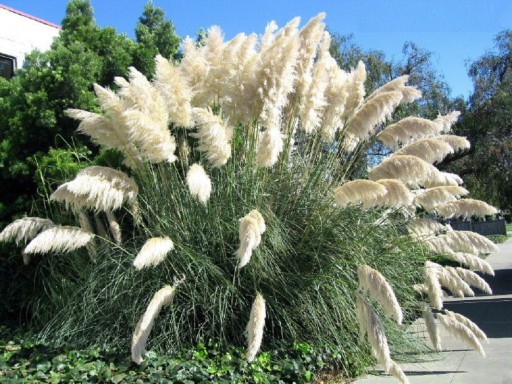 Semena okrasné trávy Pampová tráva Kortaderie dvoudomá semínka 100 ks Snadné pěstování venku