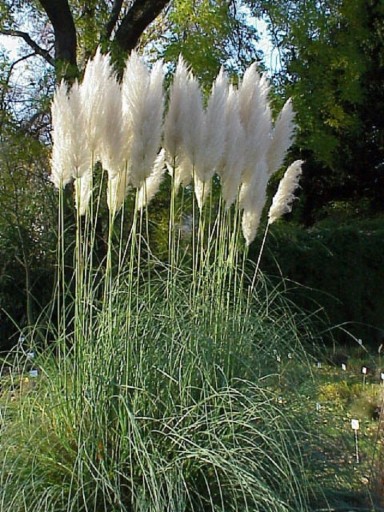 Semená okrasnej trávy Pampová tráva biela Kortadéria dvojdomá Cortaderia Selloana semienka 10 ks Jednoduché pestovanie vonku