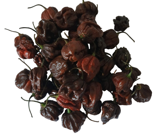 Semena pálivé papričky Carolina Reaper Chocolate 20 ks Semínka chilli papričky Bhutlah