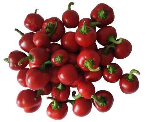 Semená pálivé papričky Čile Bola 30 ks Semienka chilli papričky Cascabel