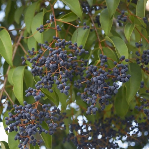 Semena ptačieho zobu japonského Ligustrum japonicum 25 ks Okrasný ker s modrofialovými bobuľami Na živé ploty aj do záhrady