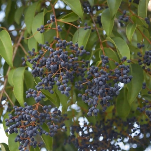 Semena ptačího zobu japonského Ligustrum japonicum 25 ks Okrasný keř s modrofialovými bobulemi Na živé ploty i do zahrady