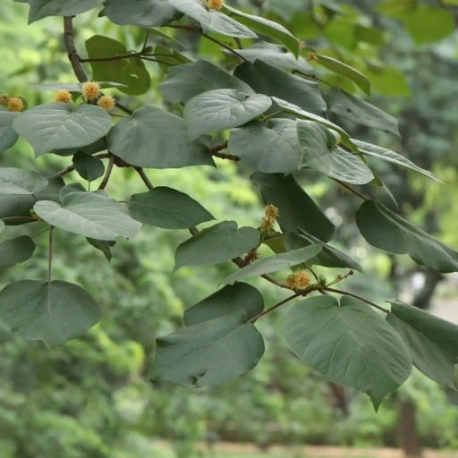 Semena Stromu Haldina Cordifolia Haldina Srdčitolistá 500 ks Krémové Kulovité Květy Zelené Listy Okrasný Strom Pro Nádobu I Na Zahradu