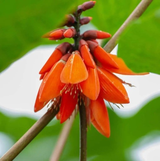 Semena Zarděnice Erythrina Arborescens Zarděnice Stromová 10 ks Oranžové Květy Okrasný Strom Zelené Listy Pro Pěstování Doma I Na Zahradu