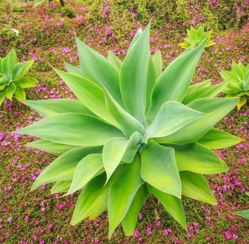Semences d'agave arrondie Agave attenuata subsp. attenuata, 10 pcs, succulent aux feuilles vertes douces sans épines, plantation pour pots