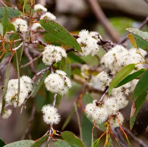 Semences de Blahovičník Eucalyptus Alpina Blahovičník Alpes 20 pcs Fleurs Blanches Feuilles Vertes Arbre Ornemental Pour Culture à Domicile et au Jardin