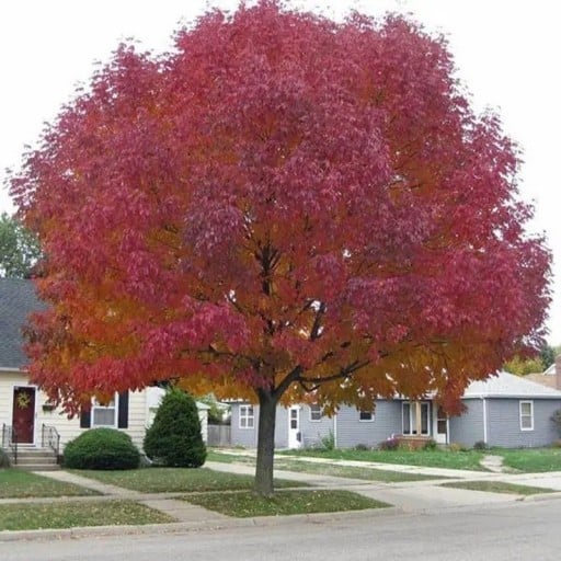Sementes de Acer tataricum subsp. ginnala, embalagem vantajosa de 100 unid., bordo com colorido outonal variado, plantação para viveiros, parques e alamedas