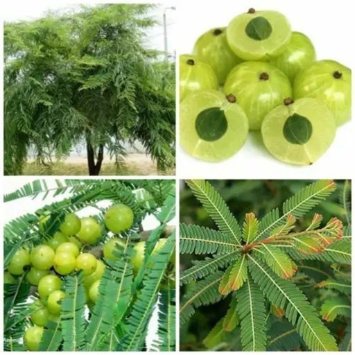 Semi di amla Phyllanthus emblica 10 pz Albero da frutto con frutti verdi rotondi commestibili dal sapore acido Per serra e giardino d'inverno
