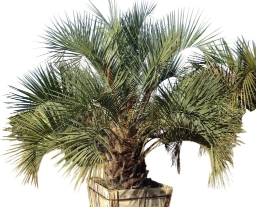 Semi di Butia odorata 5 pz palma resistente con foglie grigio-verdi arcuate per semina e coltivazione domestica in vaso