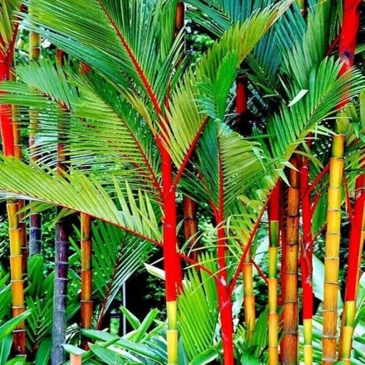 Semi di cyrtostachys rosso Cyrtostachys renda 40 pz palma tropicale rossa di lusso per la coltivazione in serra e giardini d'inverno